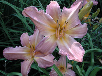 daylilies: APPLE BLOSSOM (VT)