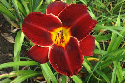 daylilies: ILLINI JACKPOT