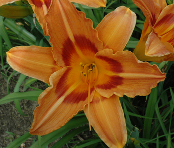 daylilies: INDIAN RIVER