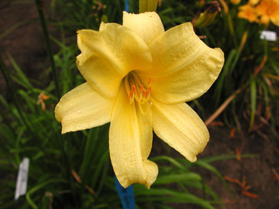 daylilies: IVORY CHALICE
