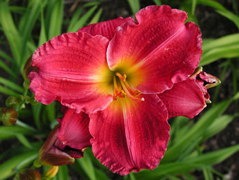 daylilies: JUENE TOM