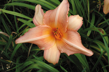 daylilies: KINCRAIGIE