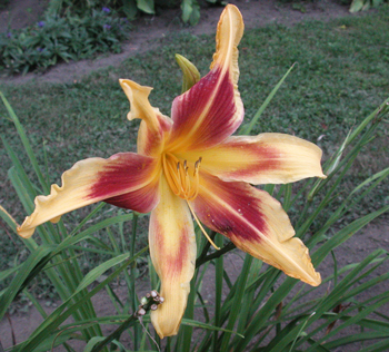 daylilies: LADY NEVA