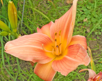 daylilies: LARGE ROSE (VT)