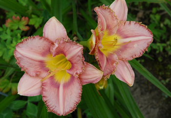 daylilies: LAVENDER ARISTOCRAT