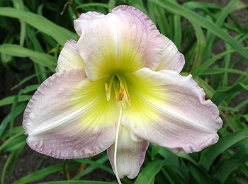 daylilies: LAVENDER CREAM (VT)