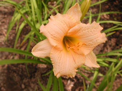 daylilies: LITTLE PIPE DREAM