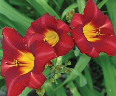 daylilies: LITTLE RED HEN