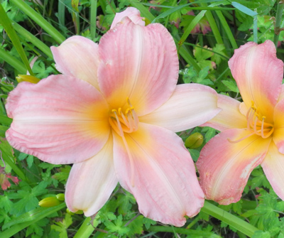 daylilies: LITTLE TINKERBELL