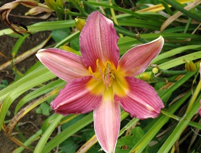 daylilies: AUTUMN GARNET (VT)