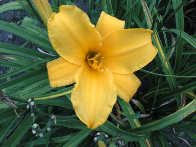 daylilies: LUMBER JACK (VT)
