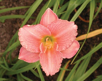 daylilies: LUTHER