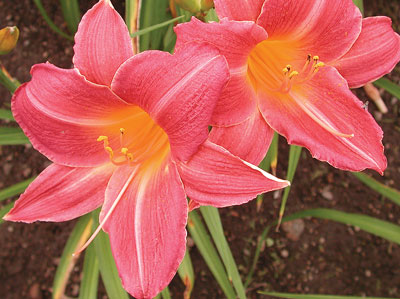 daylilies: MADDIE'S MAGENTA (VT)
