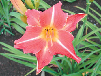 daylilies: MAGENTA STAR (VT)