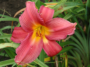 daylilies: MAKE WAY (VT)