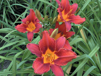 daylilies: MAROON BRANCH (VT)