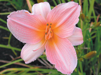 daylilies: MIA (VT)