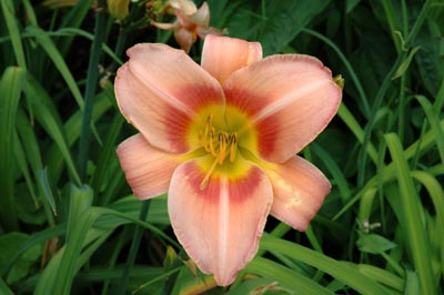 daylilies: MISS JULIE (VT)