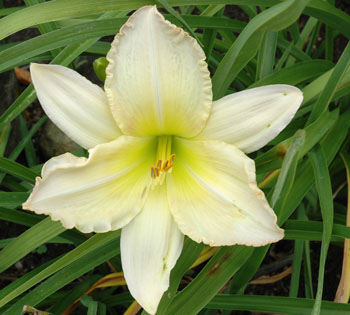 daylilies: MICHELLE'S MAGIC (VT)