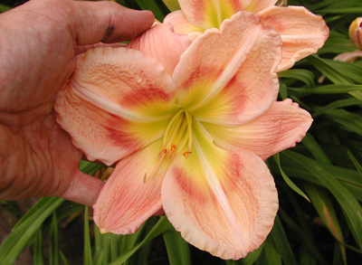 daylilies: NEW SERIES