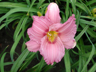 daylilies: NUMINOUS MOMENTS
