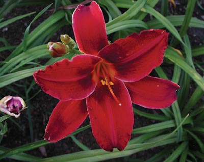 daylilies: BALTIMORE ORIOLE
