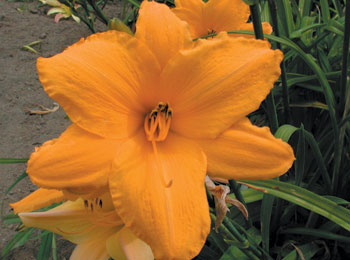 daylilies: OLALLIE BETTY