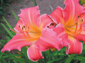 daylilies: OLALLIE ETHEL PETERS