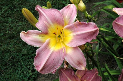 daylilies: OLALLIE JOAN (VT)