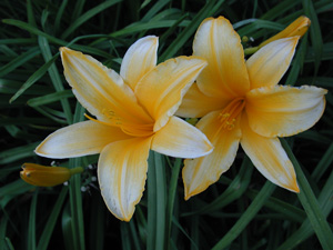 daylilies: OLALLIE ORANGE