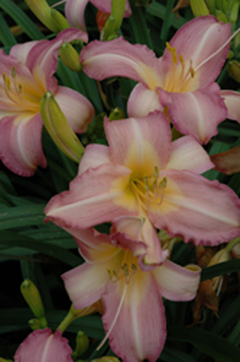 daylilies: OLALLIE ORCHID