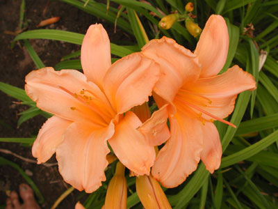 daylilies: OLALLIE PATRICIA