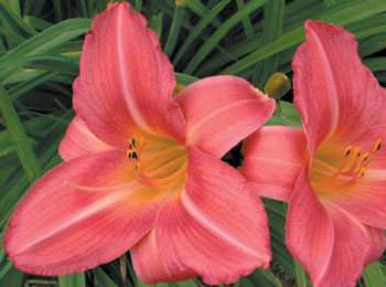 daylilies: OLALLIE ROSE RING (VT)