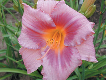 daylilies: DESIGNER JEANS