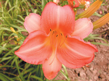 daylilies: OLALLIE SANDRA