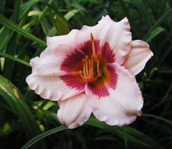 daylilies: OLE' OLE'