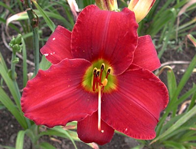 daylilies: PAINTED TRILLIUM