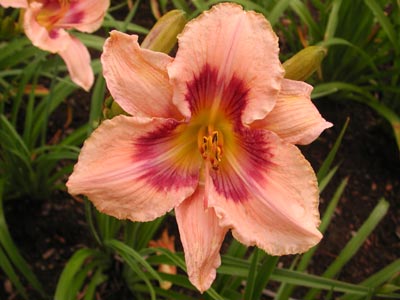 daylilies: PAPER BUTTERFLY