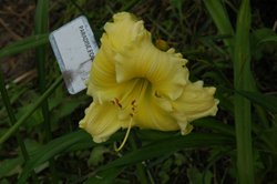 daylilies: PARADISE FOUND