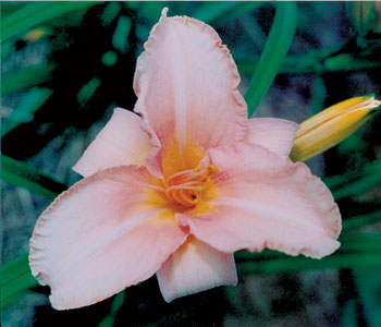 daylilies: PHOEBE