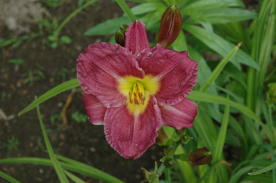 daylilies: PHOENICIAN RUFFLES