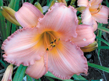 daylilies: PINK BALLERINA