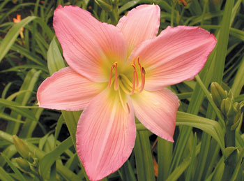 daylilies: PINK LAVENDER APPEAL