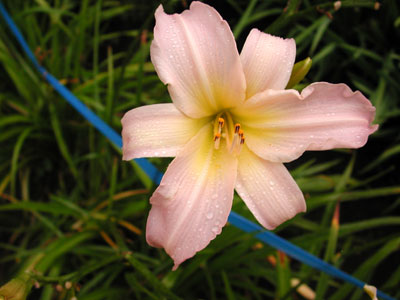 daylilies: PINK LAVENDER CREAM (VT)