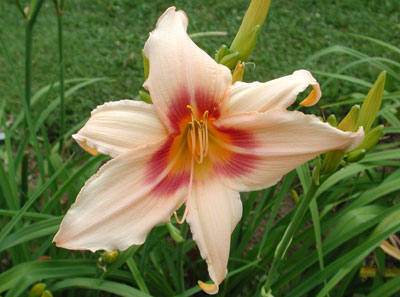 daylilies: PRAIRIE CHARMER