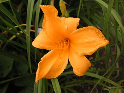 daylilies: PUMPKIN TIME