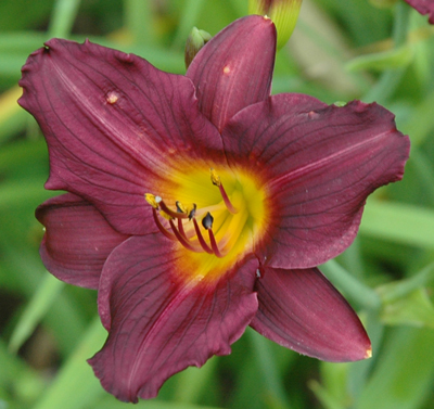 daylilies: PUNK