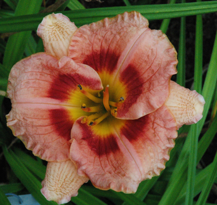 daylilies: DESTINY'S CHILD