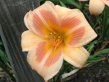 daylilies: REAL WIND