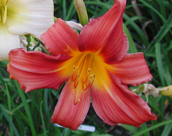 daylilies: RED SPIRE
